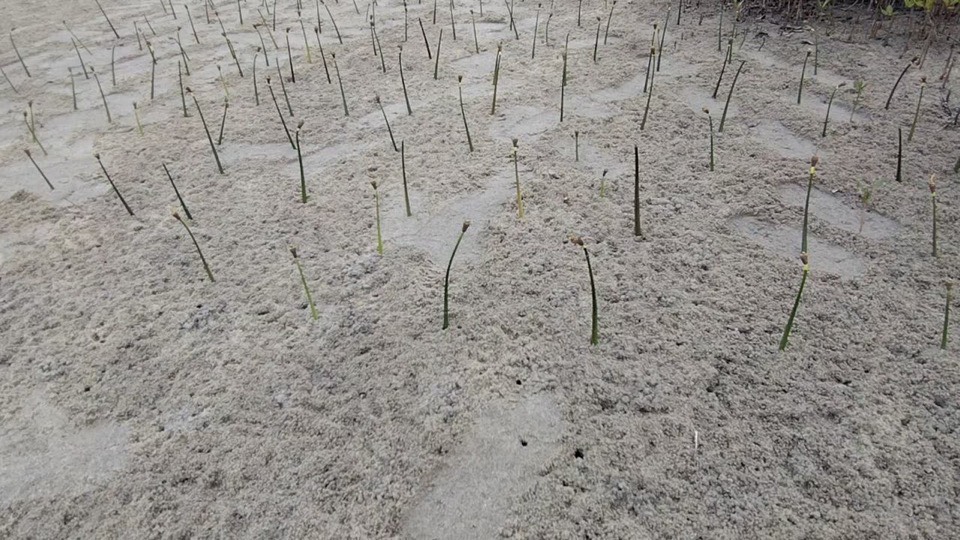Rows of thin mangrove seedlings standing in wet sand across the tidal flat at plot 01